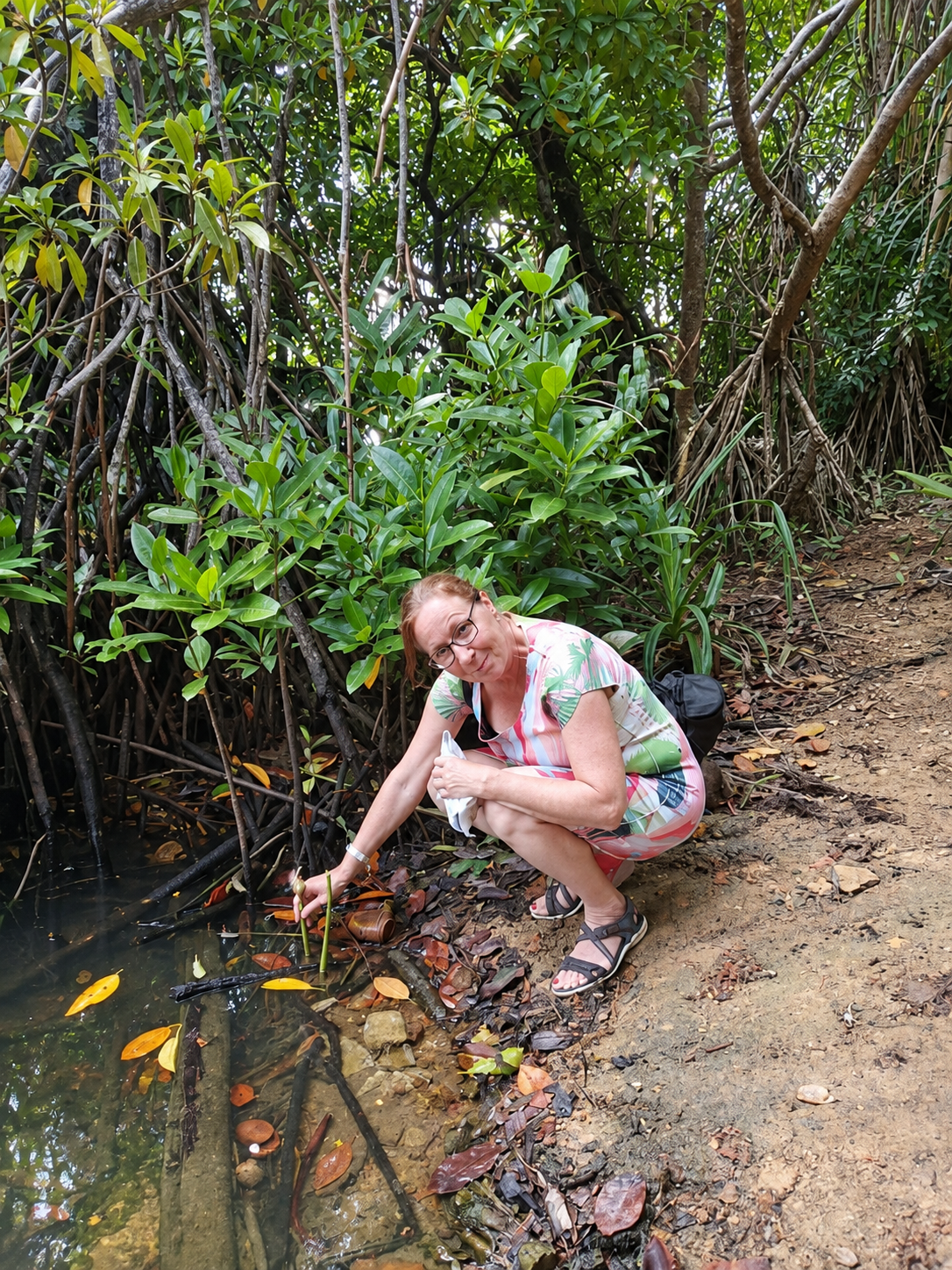 Tropical Mangrove Ecosystem