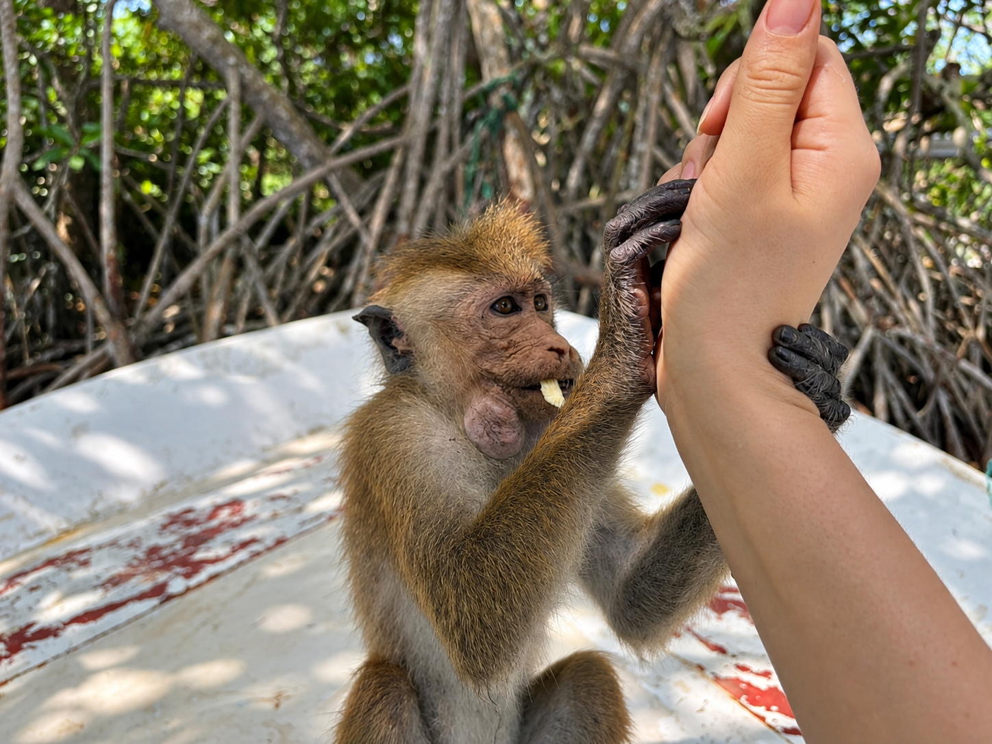 Monkey Sanctuary Experience