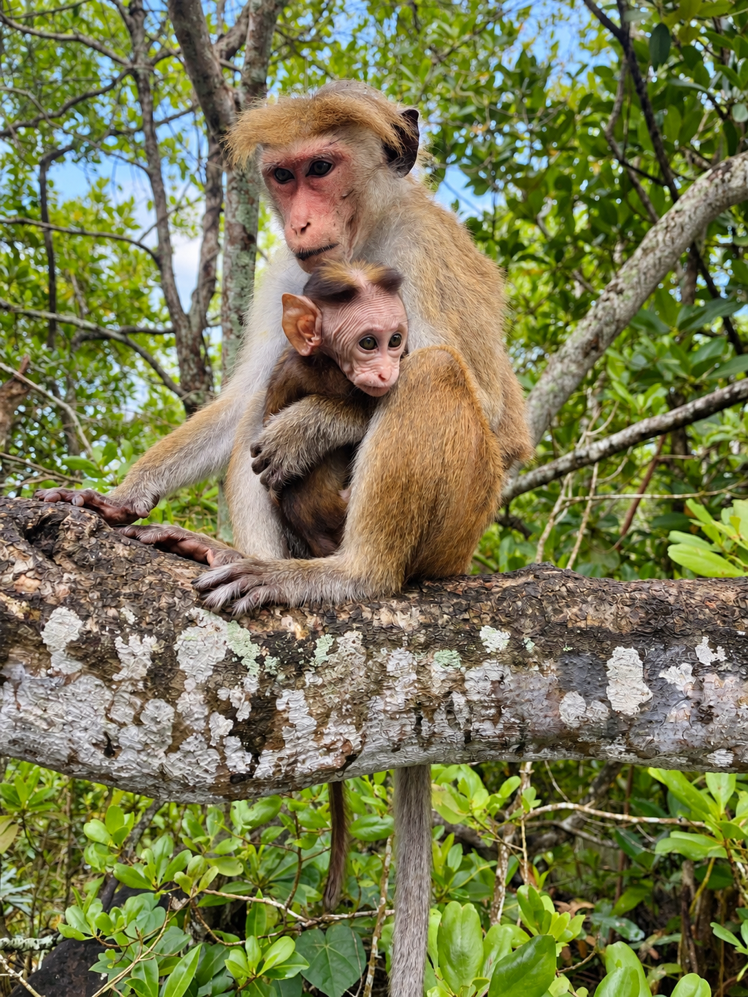 Lagoon Island Macaques