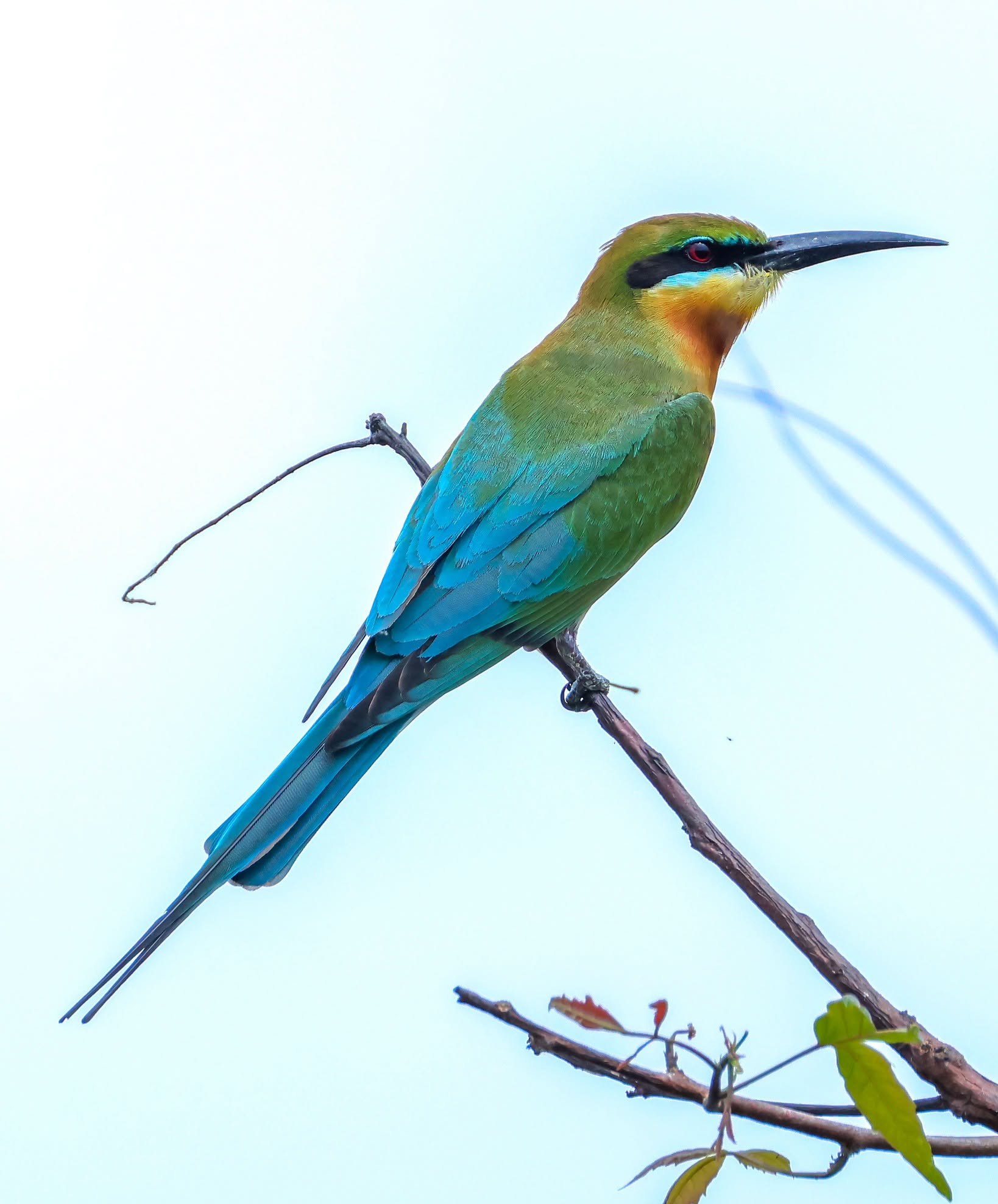 Endemic Lagoon Fauna