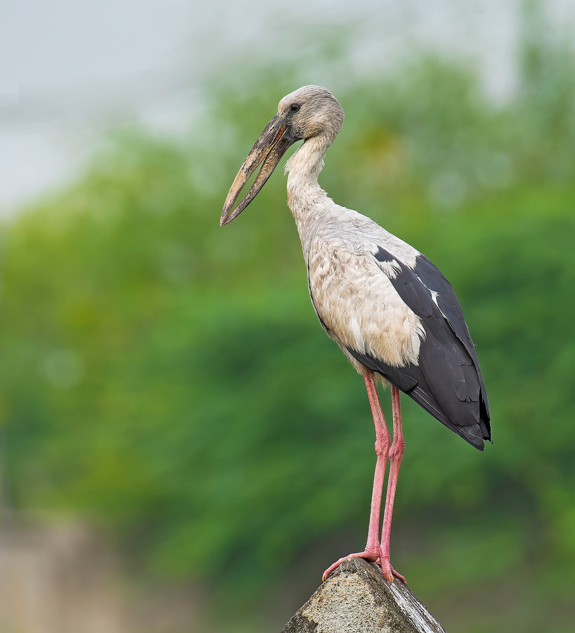 Lagoon Water Fowl Sanctuary