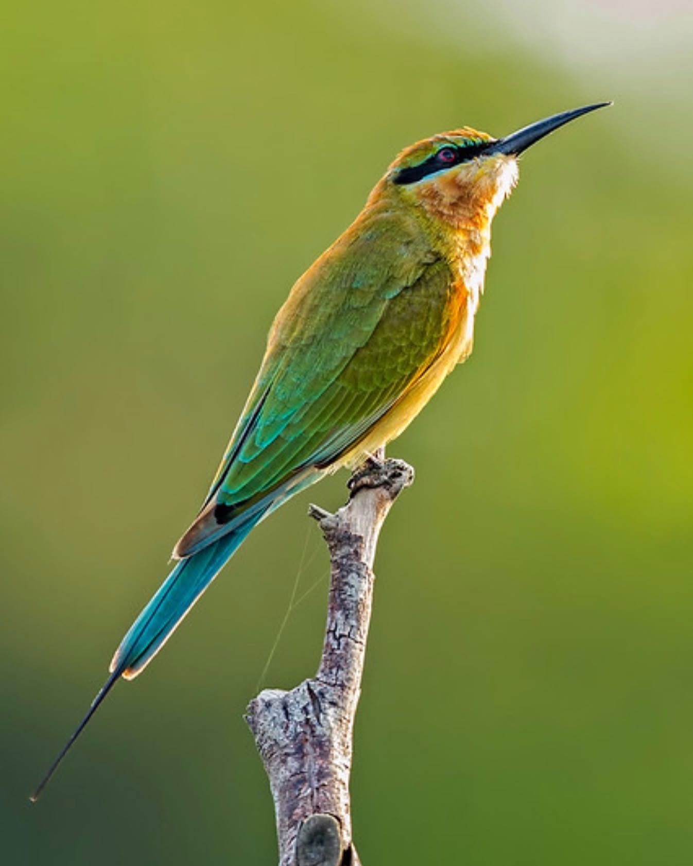 Rare Wetland Birds