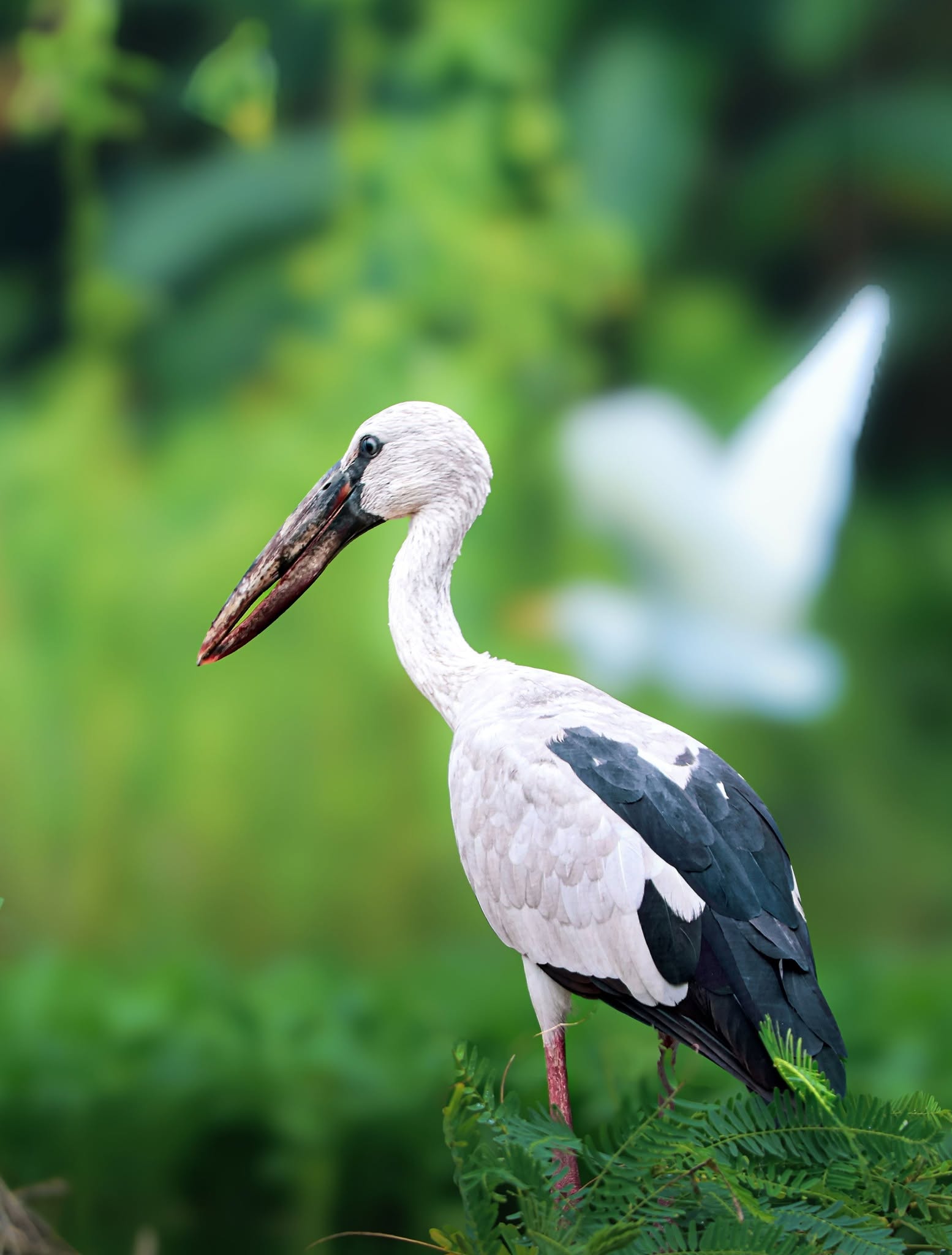 Lakeside Bird Haven