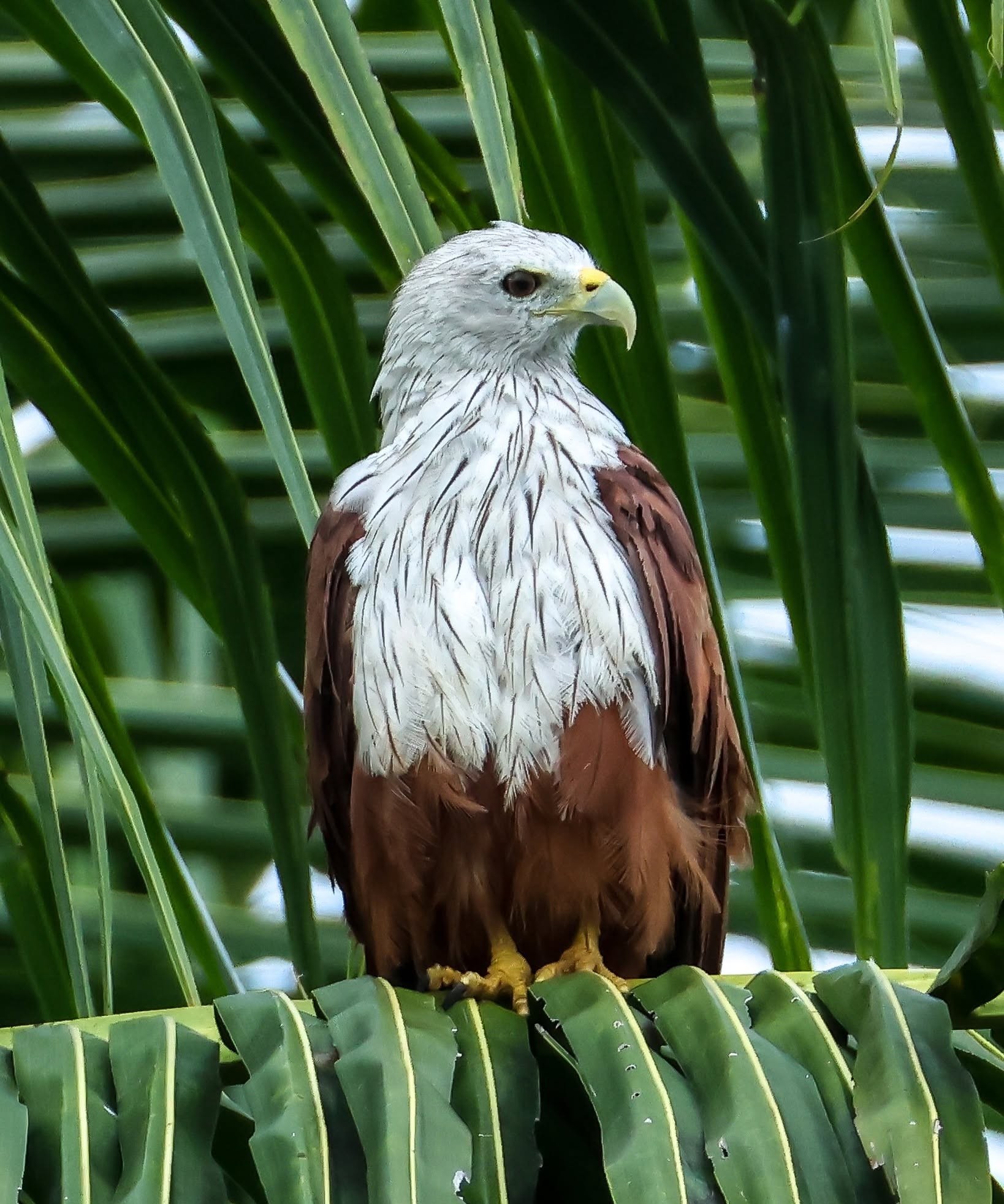 Aquatic Wildlife Watching