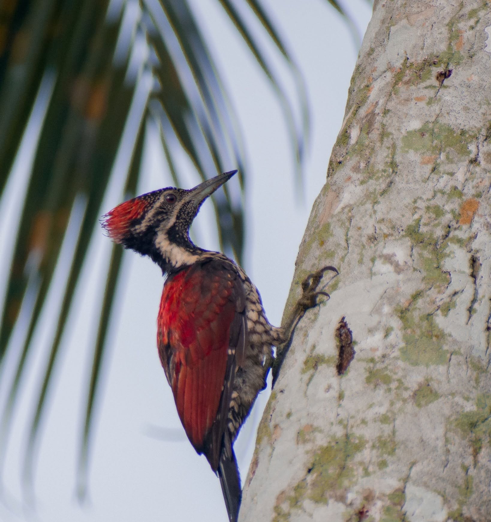 Endemic Bird Species