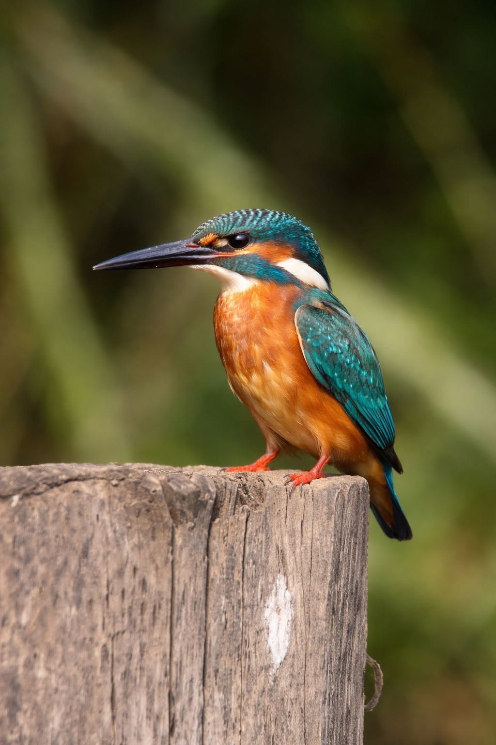 Lake Wildlife Sanctuary