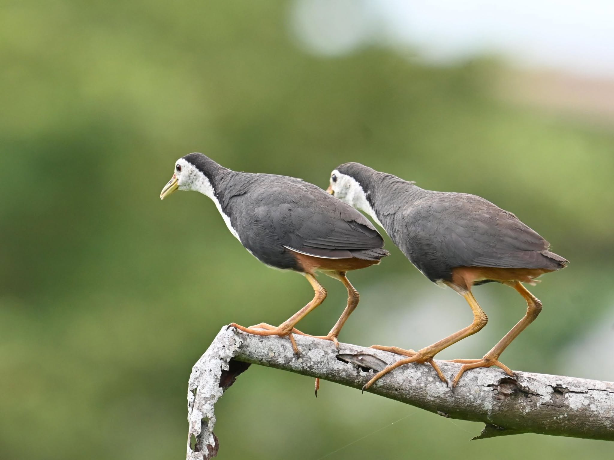 Heron & Kingfisher Habitat