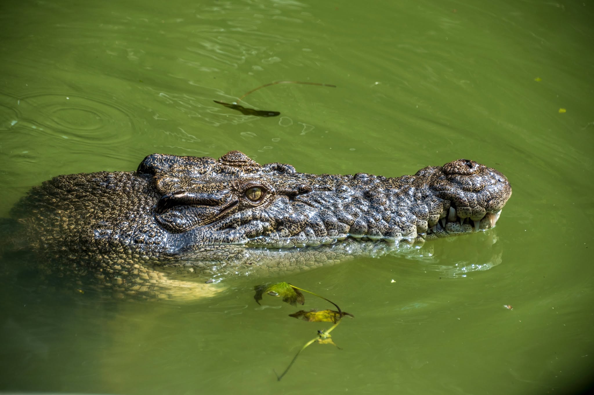 Lake Boat Safari