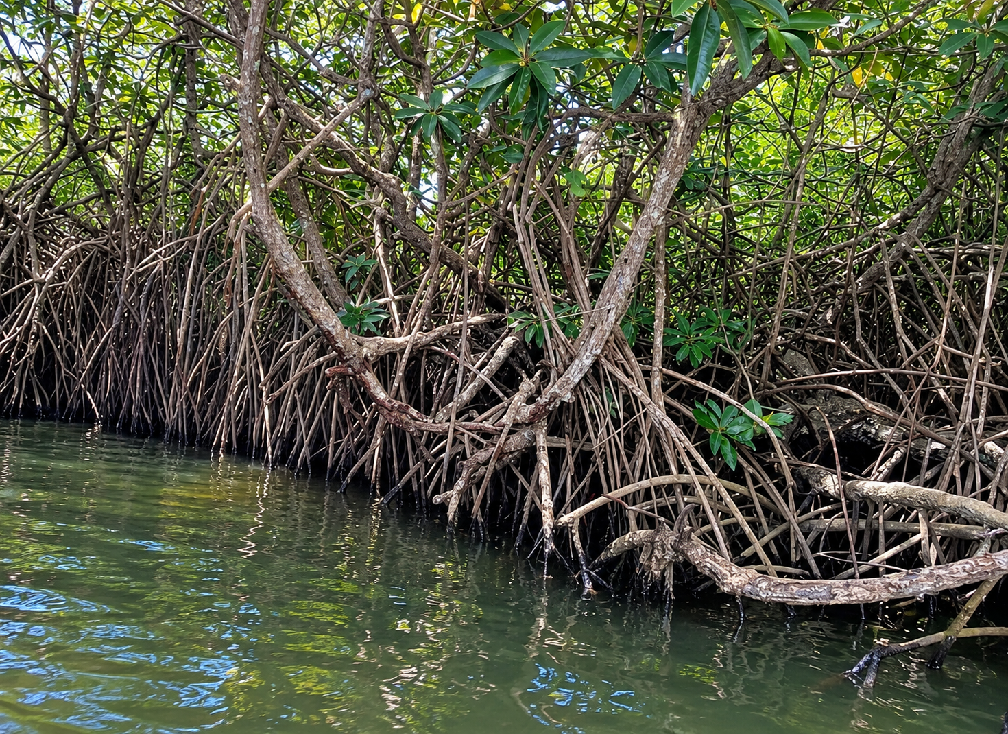 Mangrove Tunnels Lagoon